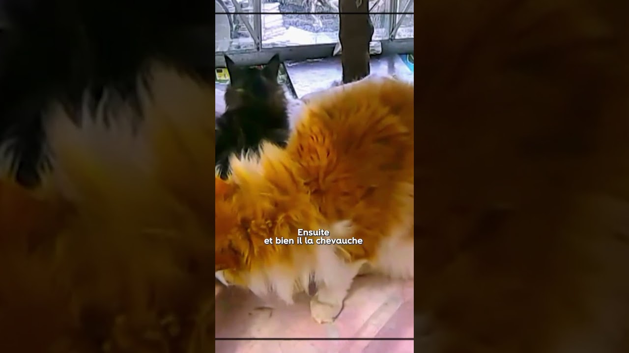 Comment se passe l'accouplement chez les chats !