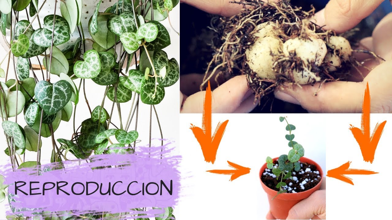 REPRODUCCION MASIVA DE SUCULENTA ENREDADERA ROSARIO CORAZON || CEROPEGIA WOODII