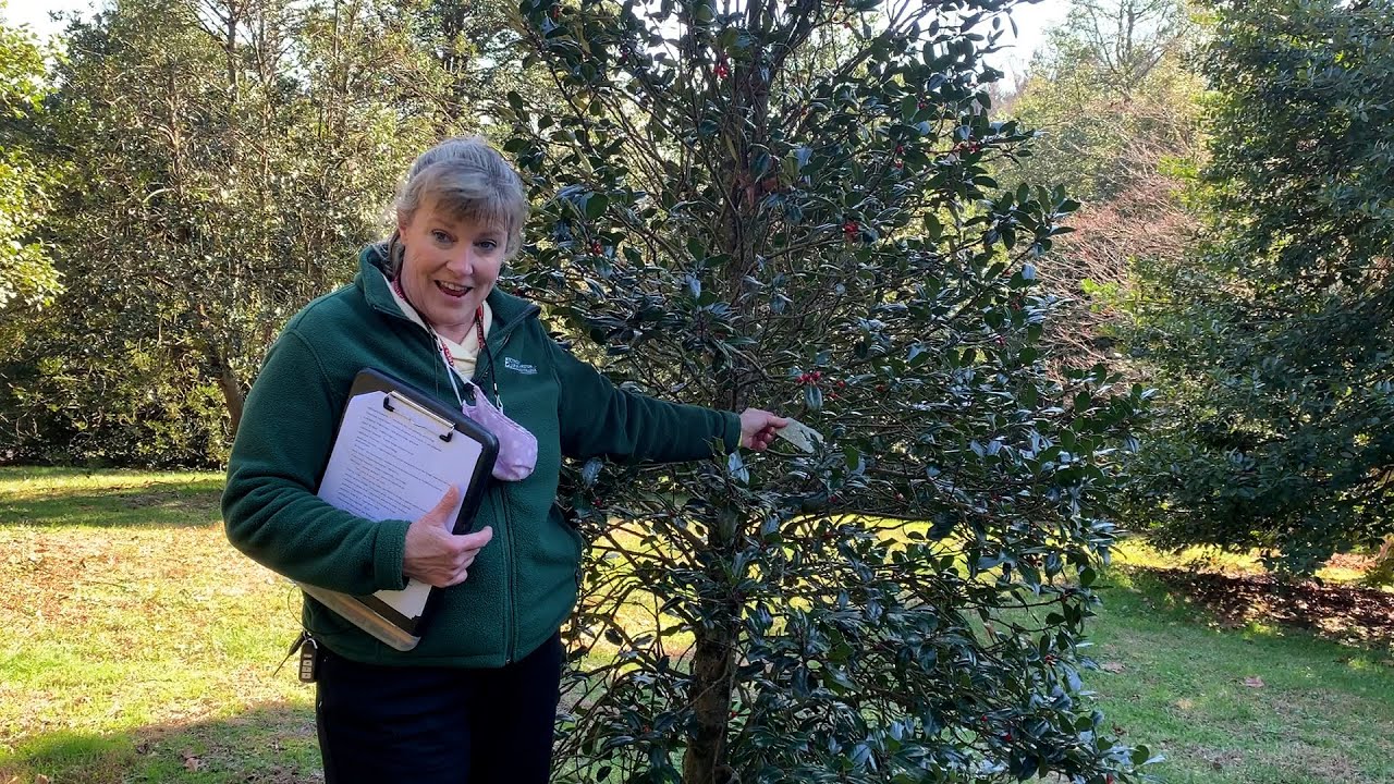 Lunchtime Tour: Holly Collection