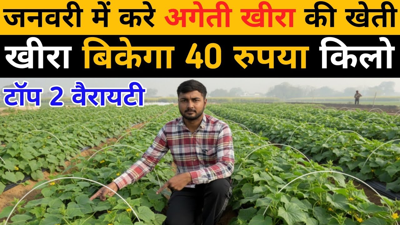 खीरा की खेती कब और कैसे करें | Kheera ki kheti | Cucumber farming in India | Kheera ki top variety