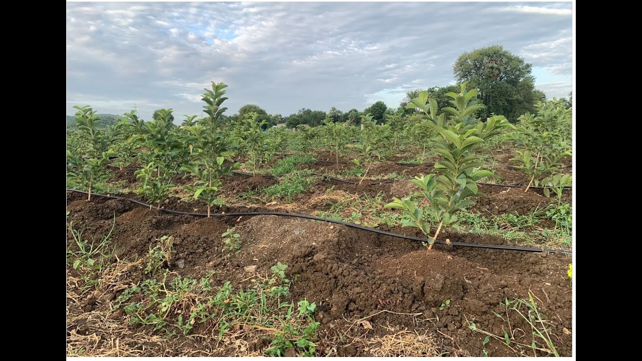 Taiwan trees Pruning - Jama Thota farming -Growth- Natural Compost- Taiwan guava cultivation part 2