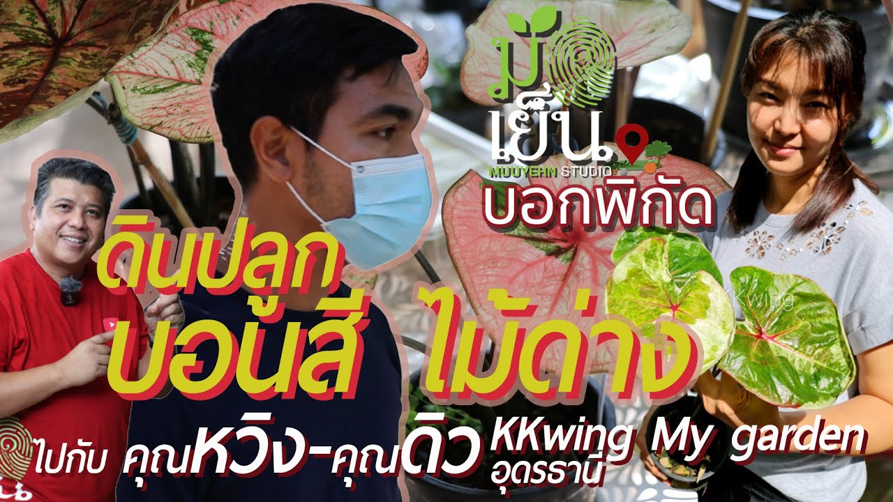 สูตรวัสดุปลูกบอนสี แบบไม่ใช้ดิน และวัสดุปลูกไม้ด่าง ฉบับ KKwing มีแต่ใบก้ามปูก็งอกงามดี มีสีสด