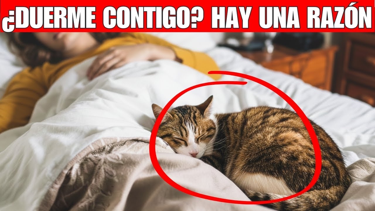 ¿Por qué tu gato duerme encima de ti? La verdad detrás de este comportamiento