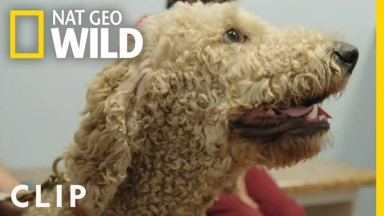No Squirrels for Milo | Critter Fixers: Country Vets