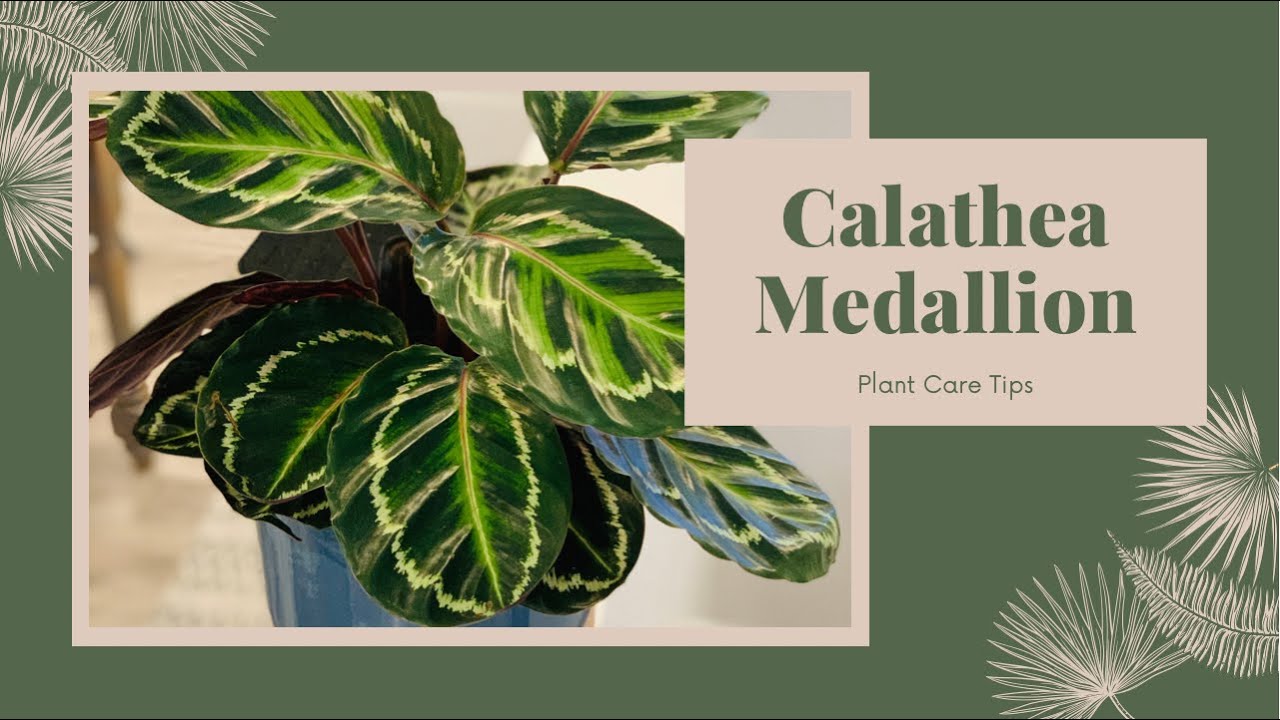 Calathea Medallion || Calathea veitchiana || Calathea Plant Care tips