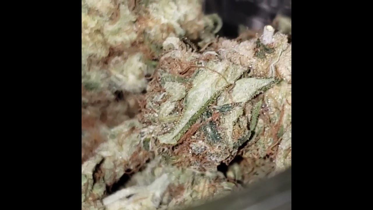 UPTOWN HAZE STRAIN!  #whatsinyourbag? #cannabis #haze #sativahybrid #420