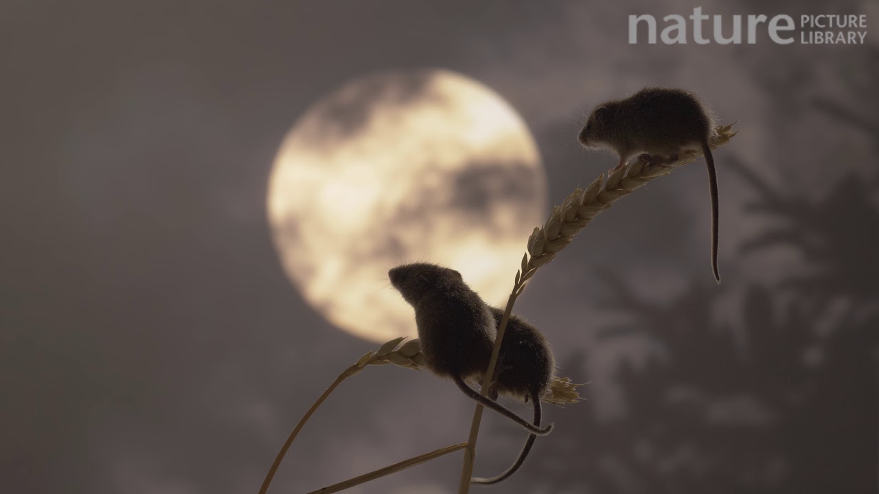 Three Harvest mice climbing on a wheat stalk