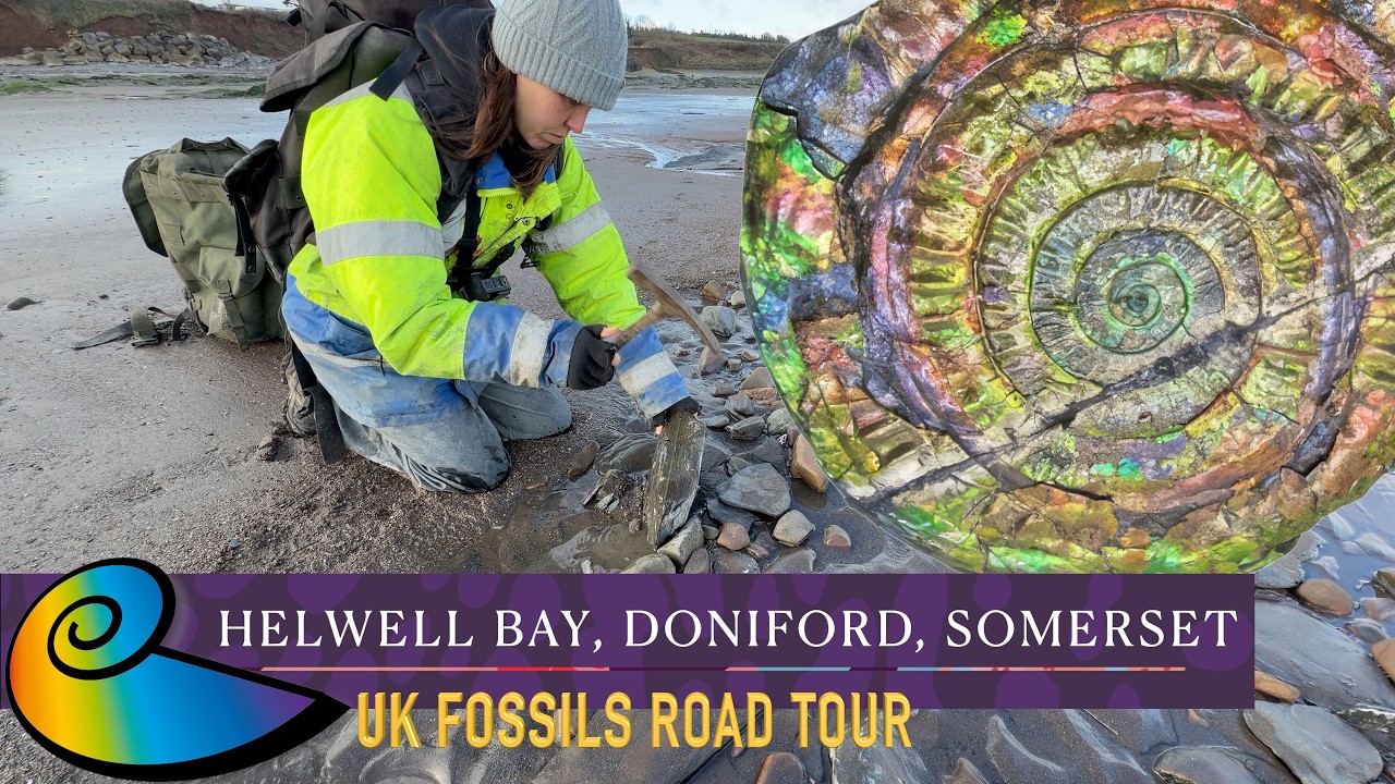 Fossil Hunting at Doniford (Helwell Bay), Somerset | UK Fossils Road Tour