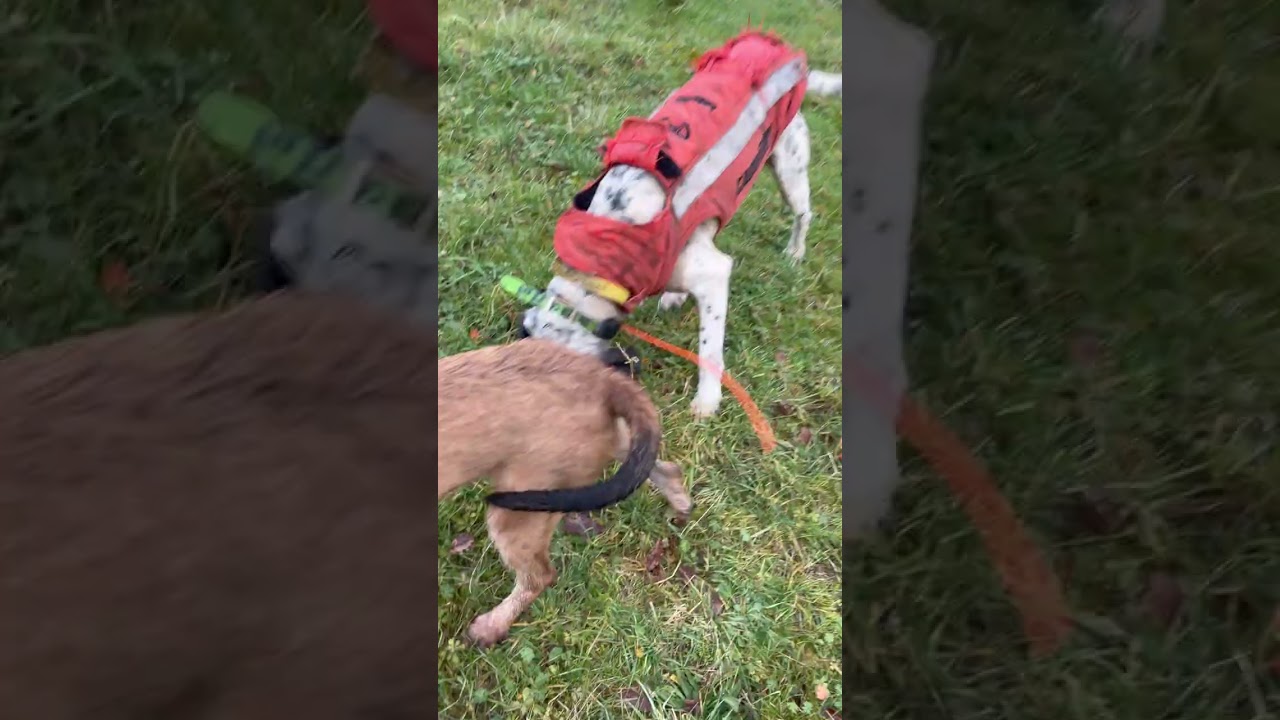Chasse sanglier dans le lot, 2h20 de rapprocher plusieurs dizaines de kilomètres jusqu’au lancé