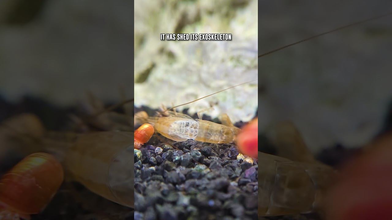 Is My Amano Shrimp DEAD... Or Just Molting?