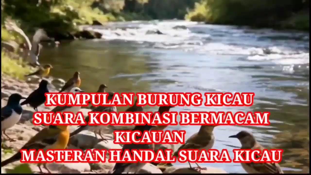 SUARA PIKAT BURUNG BERMACAM JENIS KOMBINASI KICAU TERIAK
