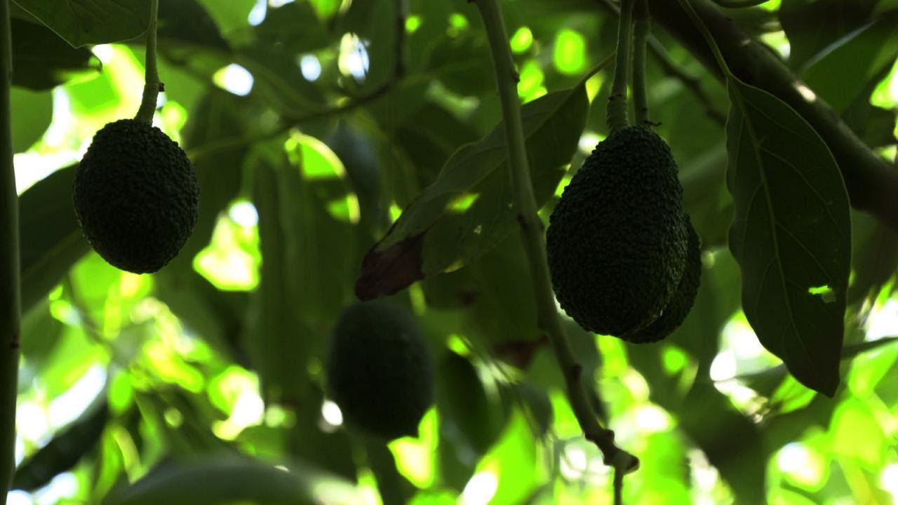 Frutti tropicali a km zero: l'avocado è made in Sicilia