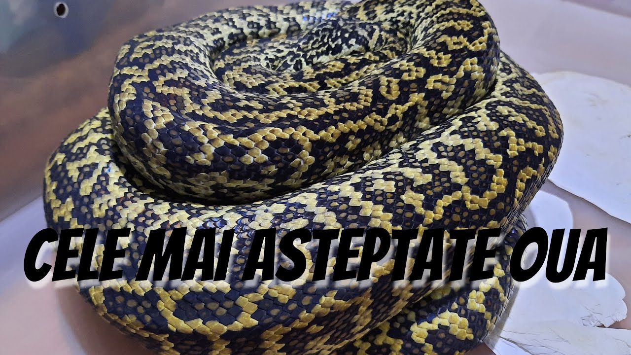 #21 - Cum pregatesc cutia pentru incubarea oualor de piton. Cel mai important cuib al anului!