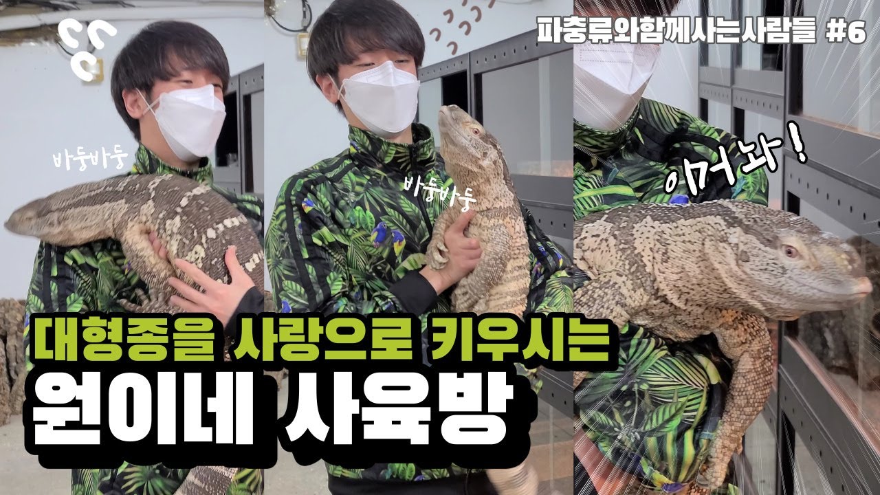 대형 도마뱀의 낙원! 원이님네 사육방을 방문했습니다. 미터급 대형종 아이들이 너무나도 착하다고...?!