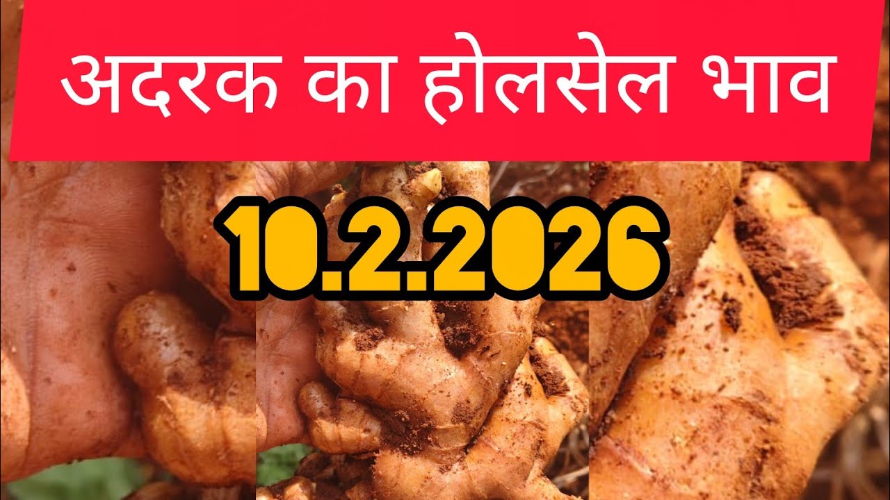 10 February 2026 अदरक का होलसेल भाव, Ginger price today,adrak bajar bhav