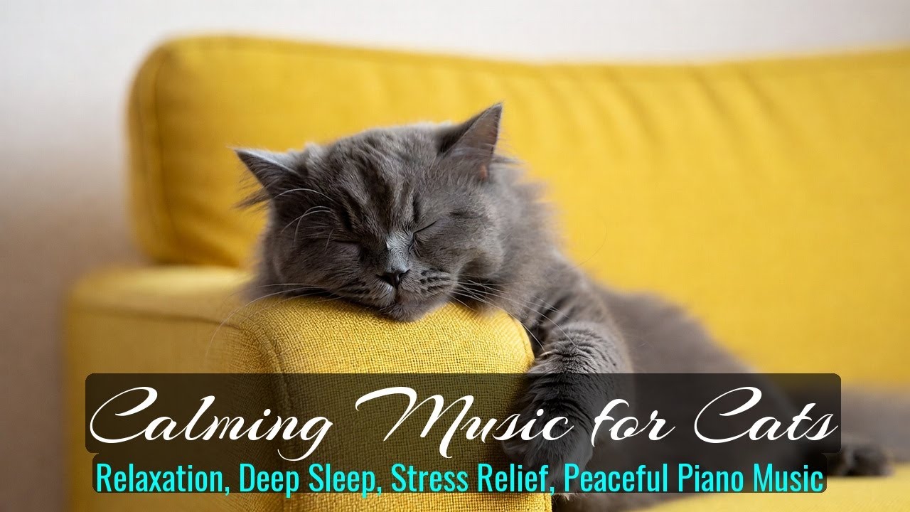 LIVE Cute Kitten Sleeping Peacefully for Relaxation 🧡 | Season 58