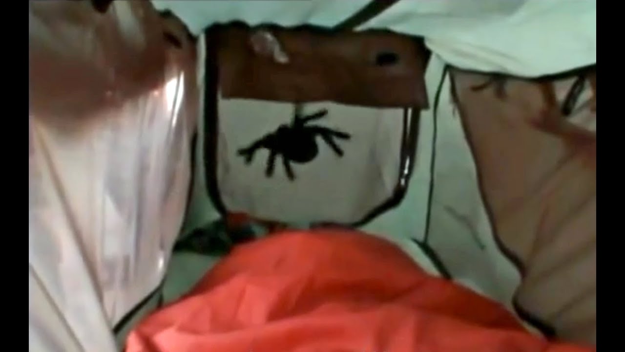 'SPIDER IN TENT PRANK' AUSTRALIA - GALL BOYS