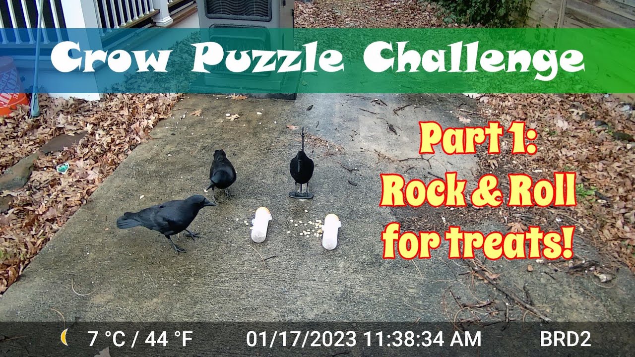 Crow Puzzle Challenges - Part 1