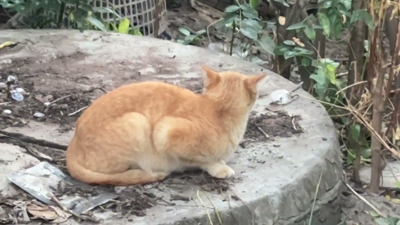 ឆ្មាស្រុក lovelyanimals Kitten Puppy Hamster Parrot Iguana Millipede សត្វម្រើមព្រះឬហៅថាសត្វម្រោមម្រះ