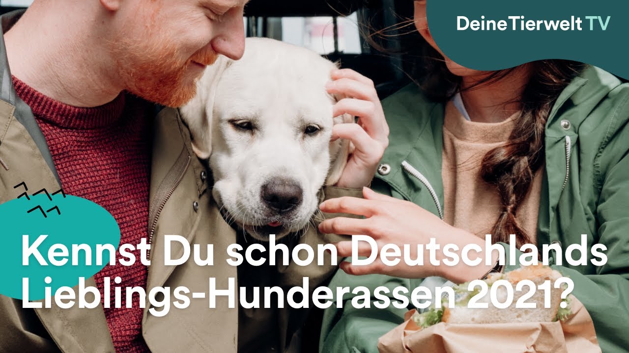 Top 10: Das waren die beliebtesten Hunderassen 2021