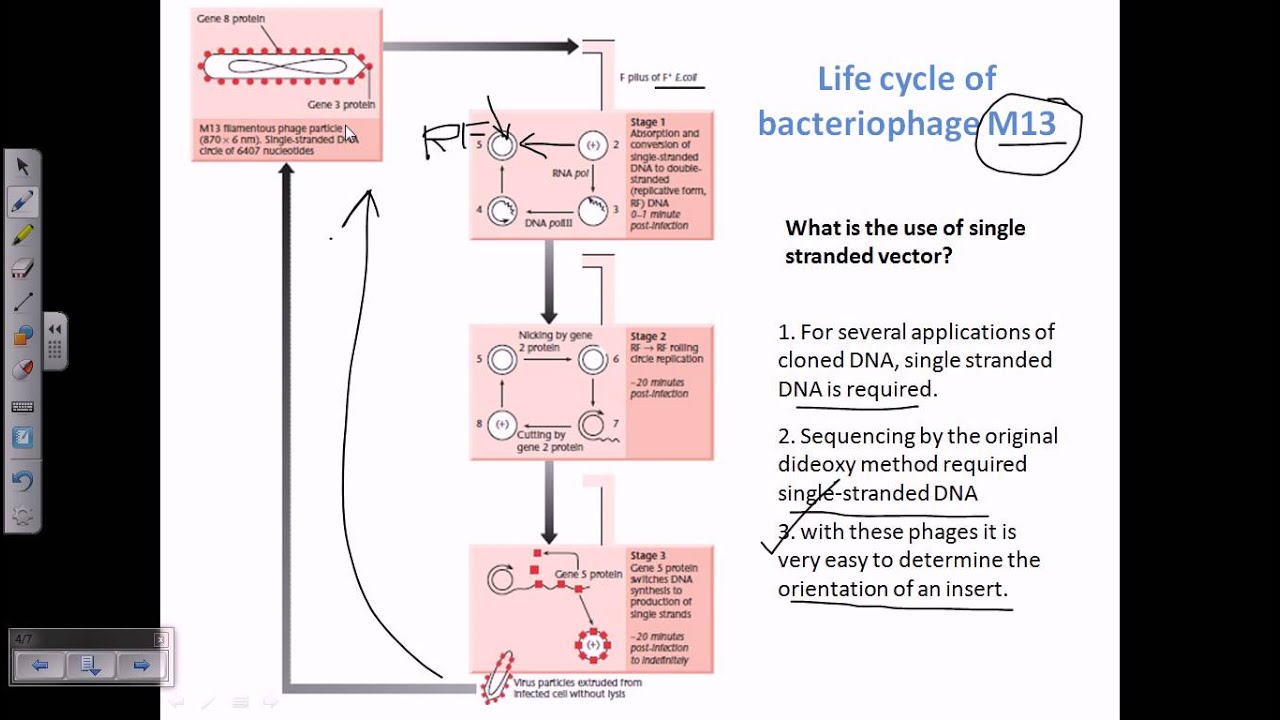 M13 vector, a type of viral vector for cloning