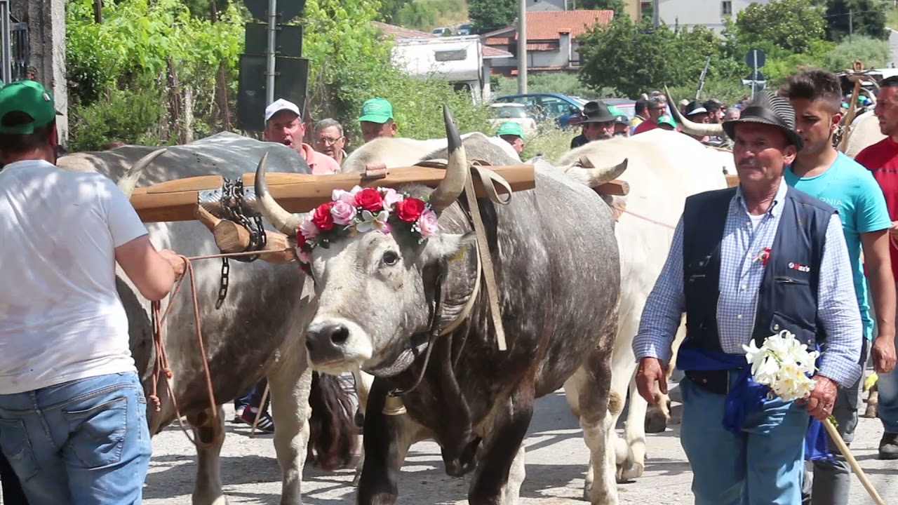 Festa di Sant'Antonio tradizione Rotondese