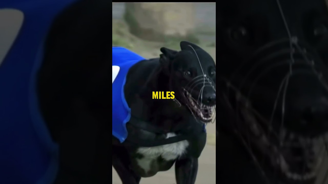 The Fastest Dog In The World  #dogfacts #fastdog #greyhound