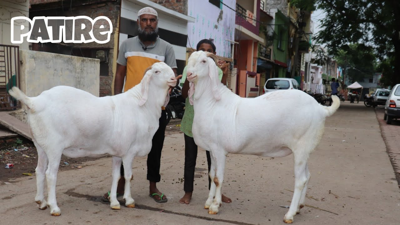 Heaviest patire Goat's in dewas murtuza bhai