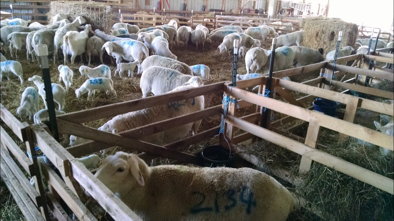 Lambing Season in the Barn
