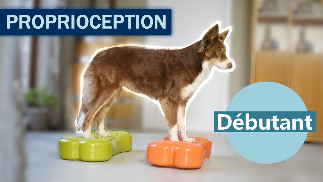 COMMENCER LA PROPRIOCEPTION POUR DEBUTANT