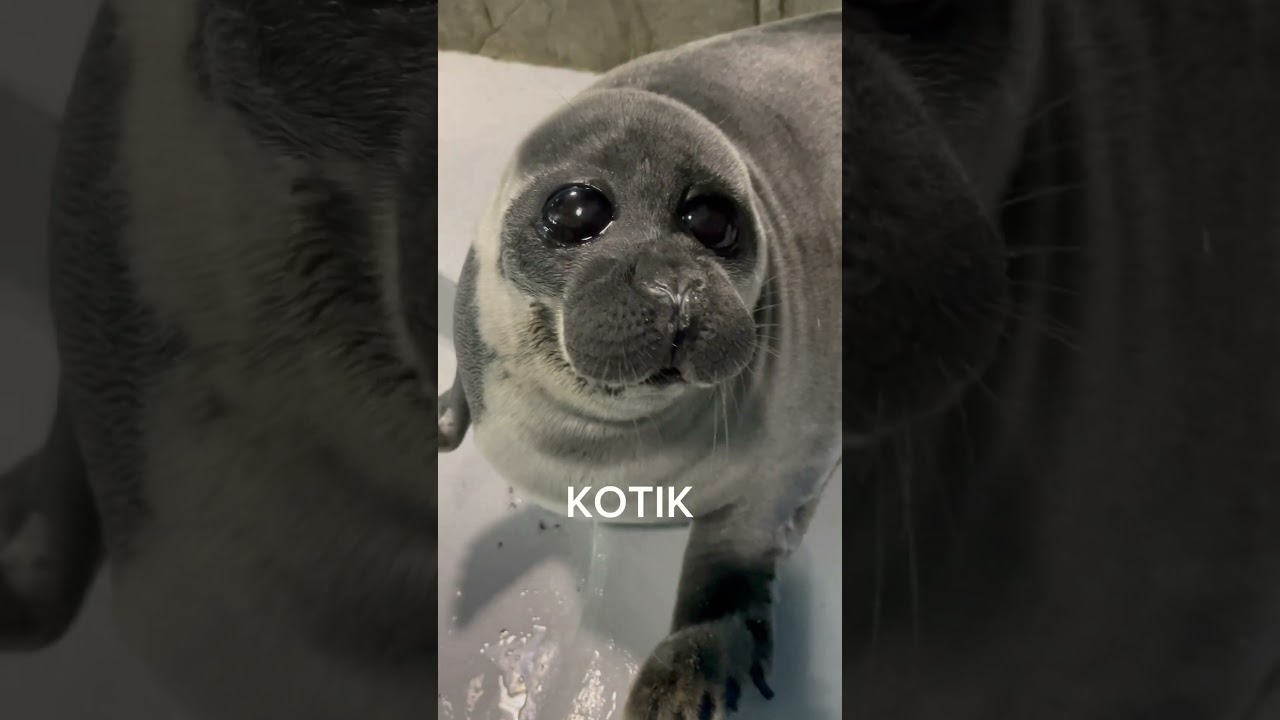 Baikal seal #seals#baikalseal#furseal