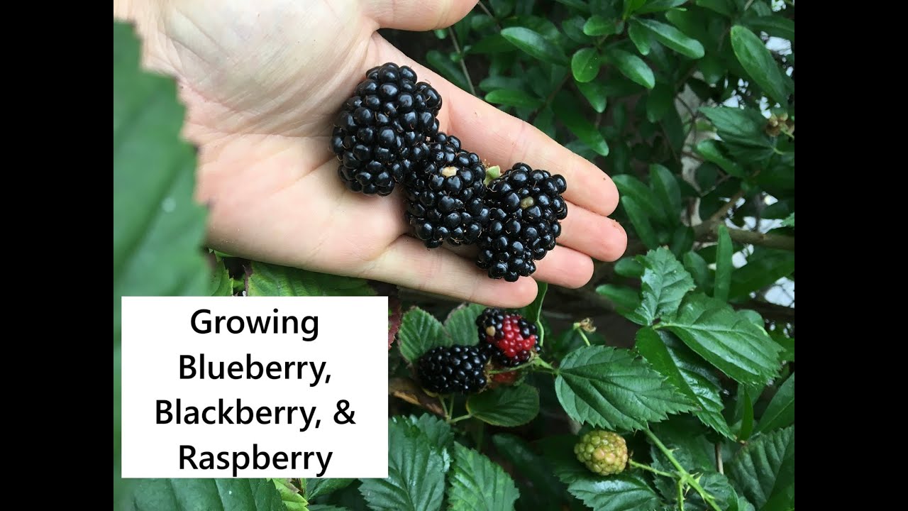 Growing Blueberry, Blackberry, & Raspberry