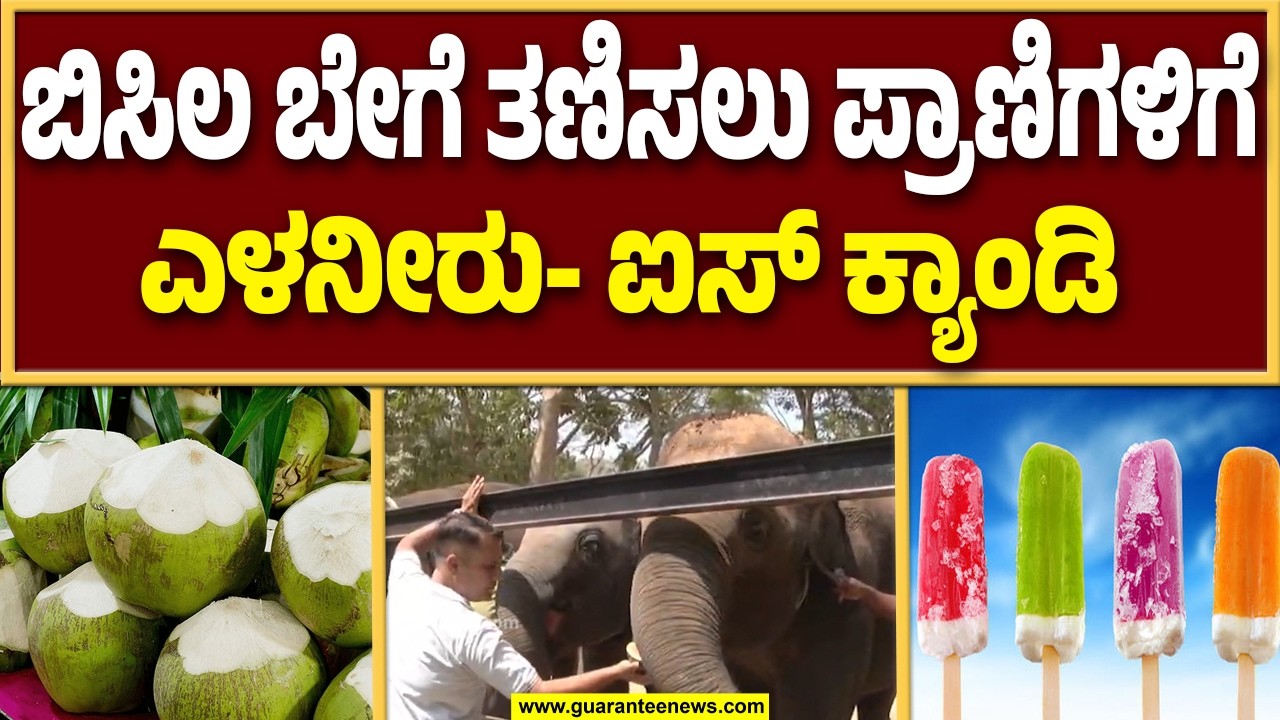 ಬಿಸಿಲಿನ ತಾಪ ಮತ್ತು ಬಾಯಾಕರಿಕೆಯಿಂದ ರಕ್ಷಿಸಲು ಬನ್ನೇರುಘಟ್ಟ ಜೈವಿಕ ಉದ್ಯಾನವನದಲ್ಲಿ ಲಾಲಿಪಾಪ್ ತಯಾರಿ