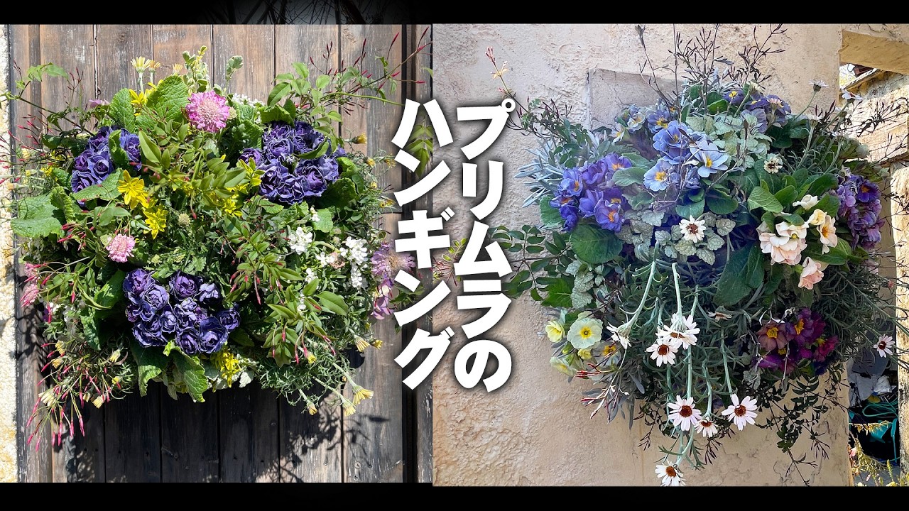 【大人っぽいハンギングバスケット】プリムラを主役にした作品を2つ紹介【園芸】【ガーデニング】
