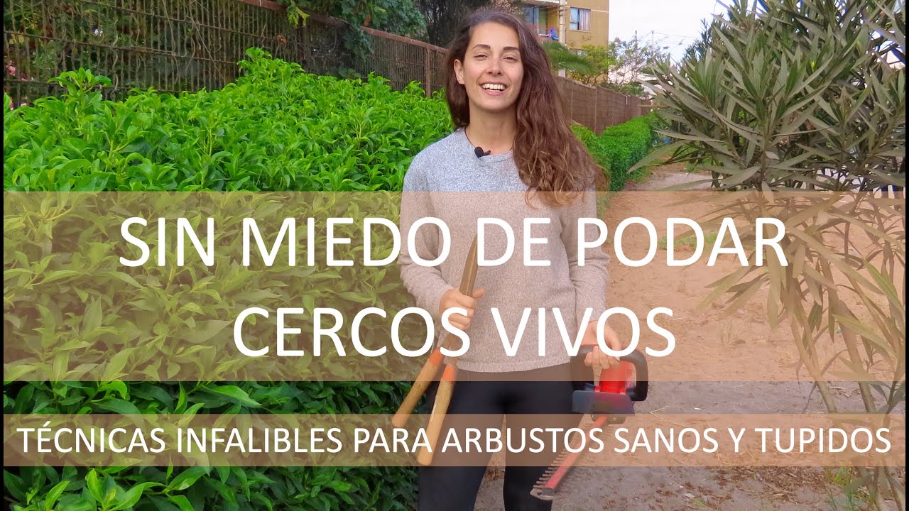 TODO SOBRE CERCOS VIVOS: Poda y manutención de mioporo