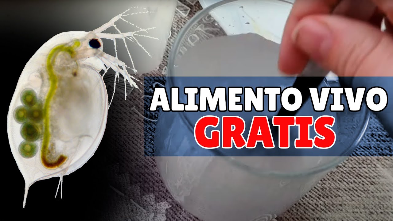 CRÍA DE PULGA DE AGUA - Cómo hacer ALIMENTO VIVO para peces y ajolotes