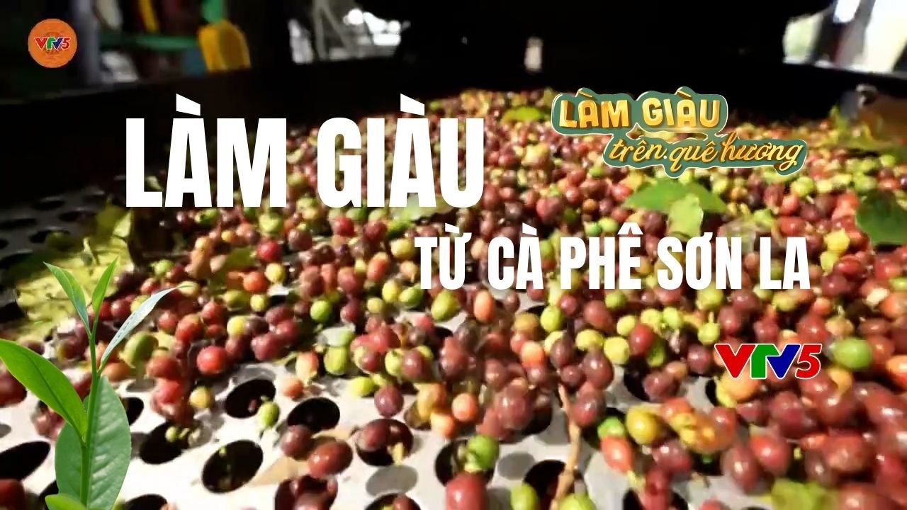 Làm giàu từ cà phê Sơn La | LÀM GIÀU TRÊN QUÊ HƯƠNG | VTV5