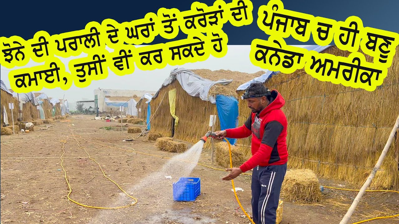 ਪੰਜਾਬ ਚ ਹੀ ਬਣੂ ਕਨੇਡਾ ਅਮਰੀਕਾ ਜੇ ਮਿਹਨਤ ਨਾਲ ਕਰੋਗੇ ਆਹ ਕੰਮ || mushroom kheti in punjab ||mushroom farming