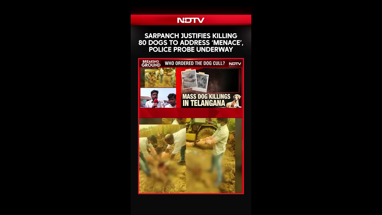 Sarpanch Justifies Killing 80 Dogs to Address ‘Menace’, Police Probe Underway