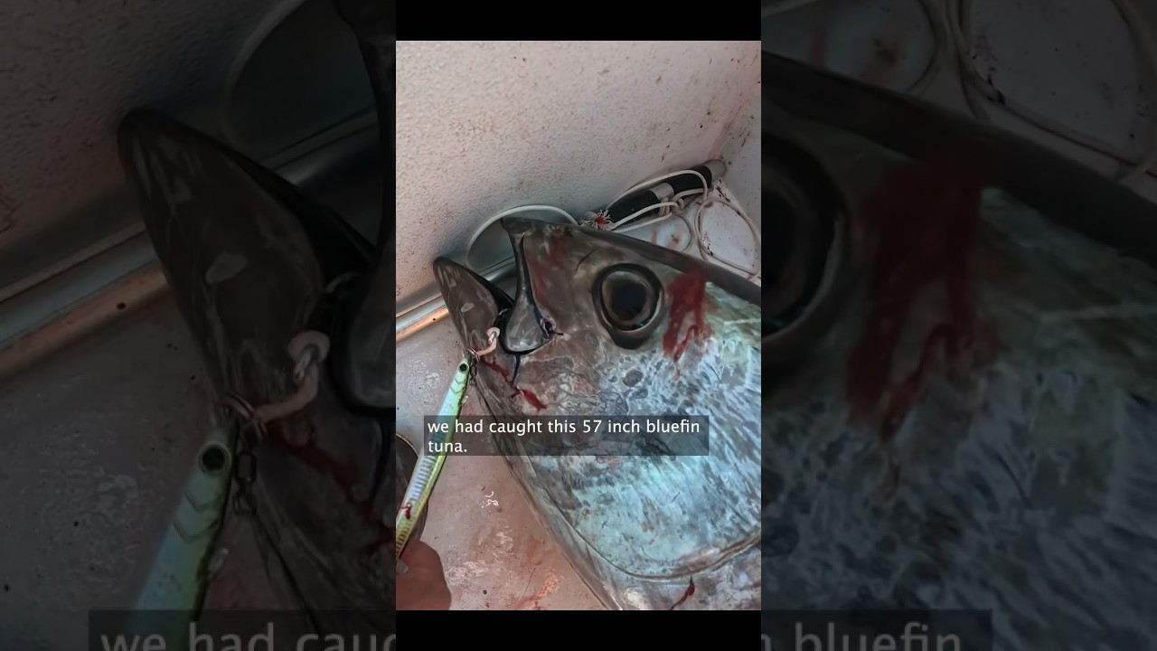 Bluefin Tuna are Crazy&hellip; #shorts #fishing