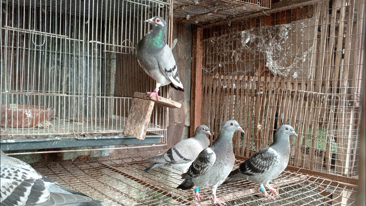TIPS KUNG PAANO MAG DISIPLINA NG KALAPATI | FAST TRAPPING PIGEON | MABILIS NA PAGPASOK NG KALAPATI