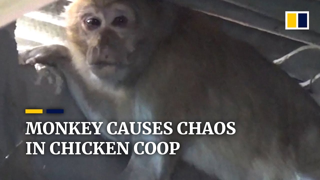 Monkey causes chaos in chicken coop in southwest China