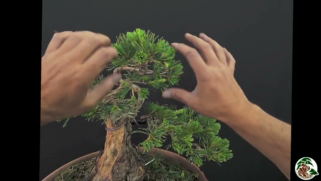 Creiamo di un bonsai di Pinus Parviflora giapponese pentaphylla