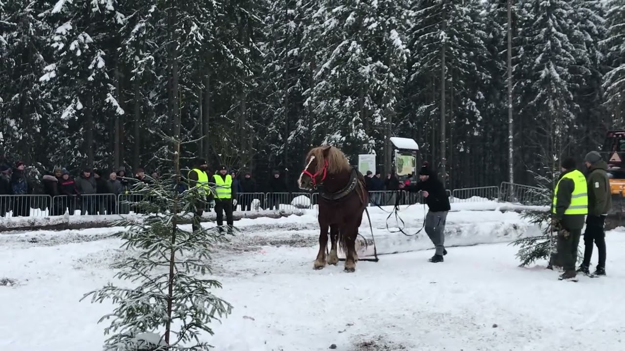 Zawody Furmanów w Istebnej 15.02.2026