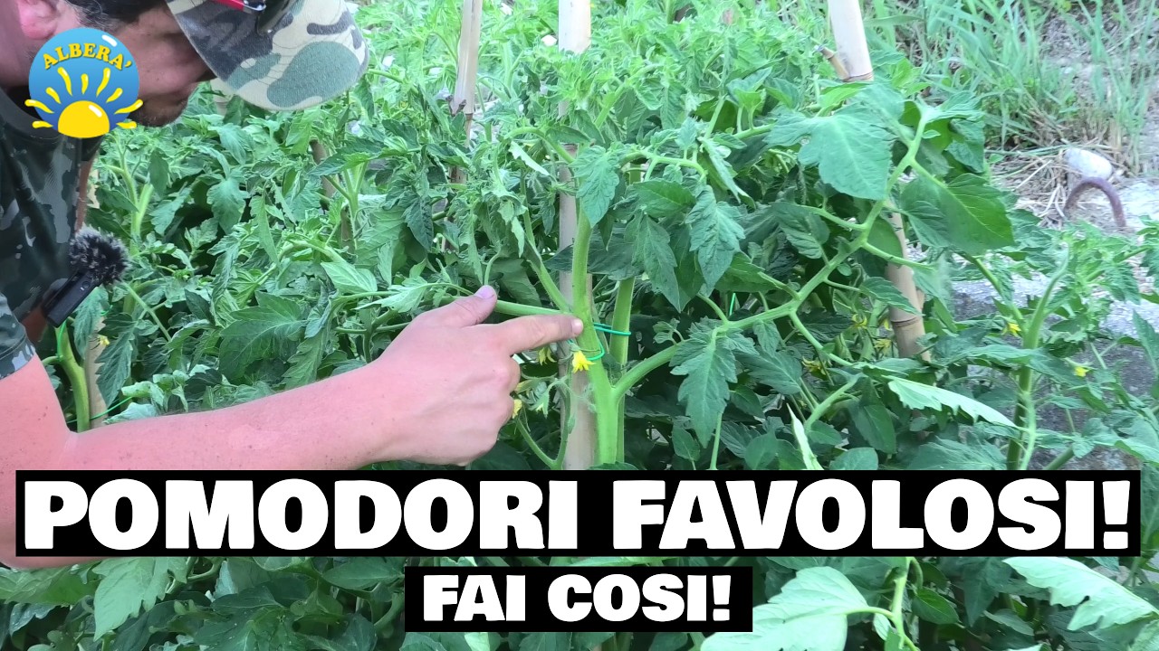 (Favoloso in 2 settimane) Tutorial POTATURA del POMODORO, fai questo per pomodori perfetti!