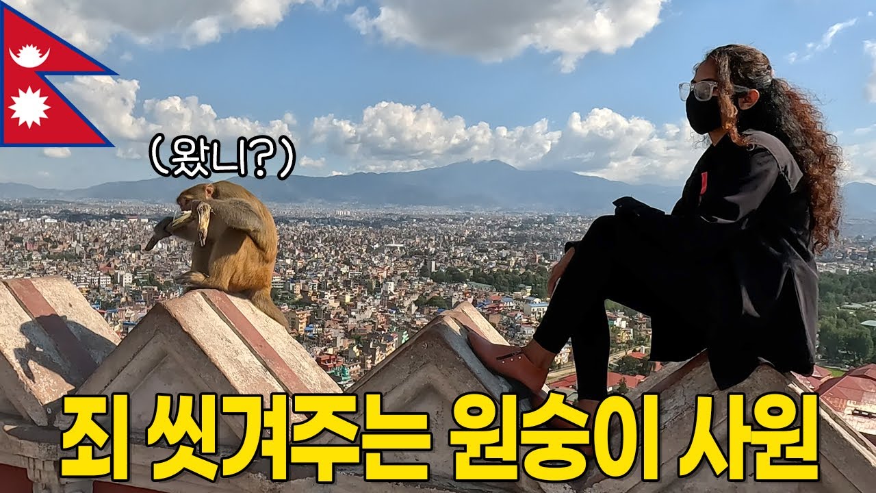 원숭이 사원에 가면 죄를 씻겨줍니다 | 네팔 스와얌부나트🐒