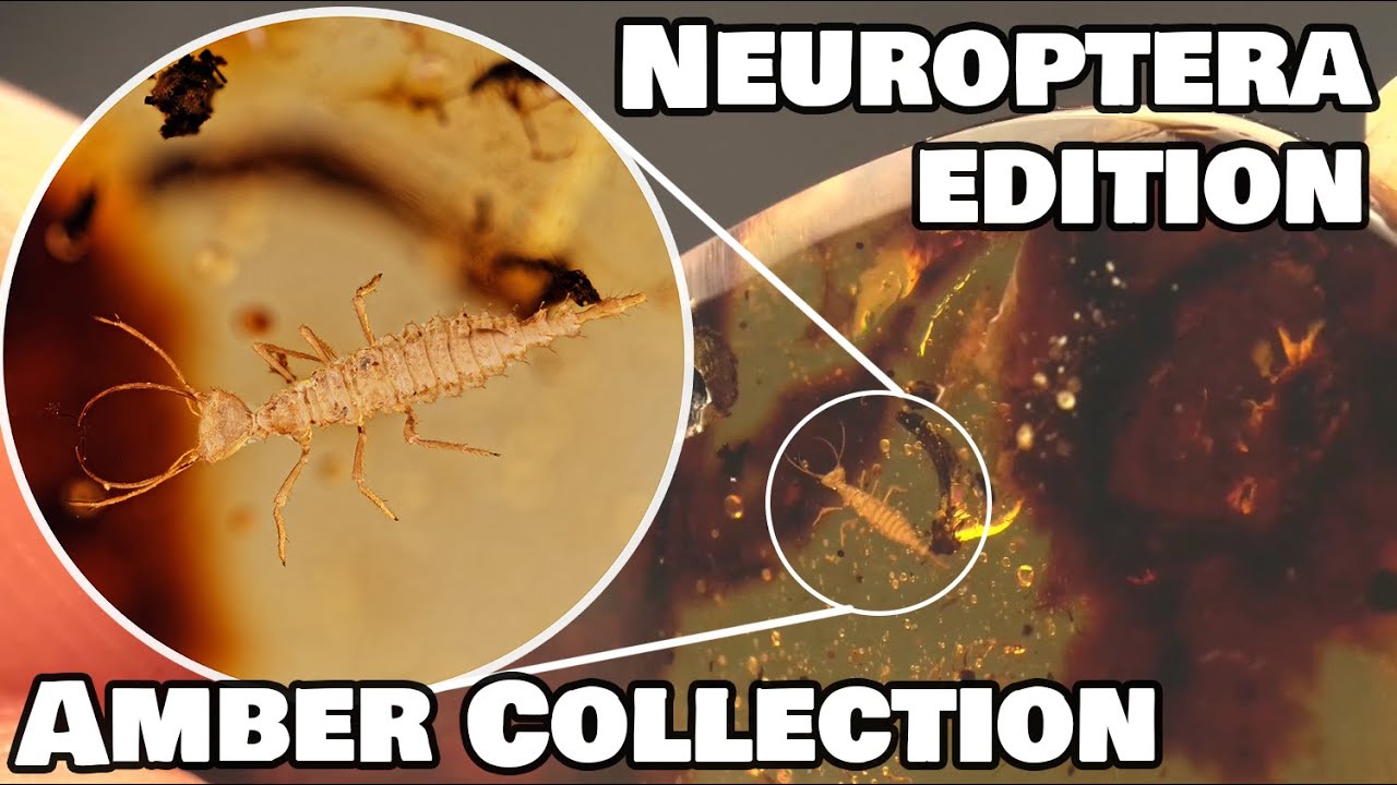 Niche's in Amber collecting