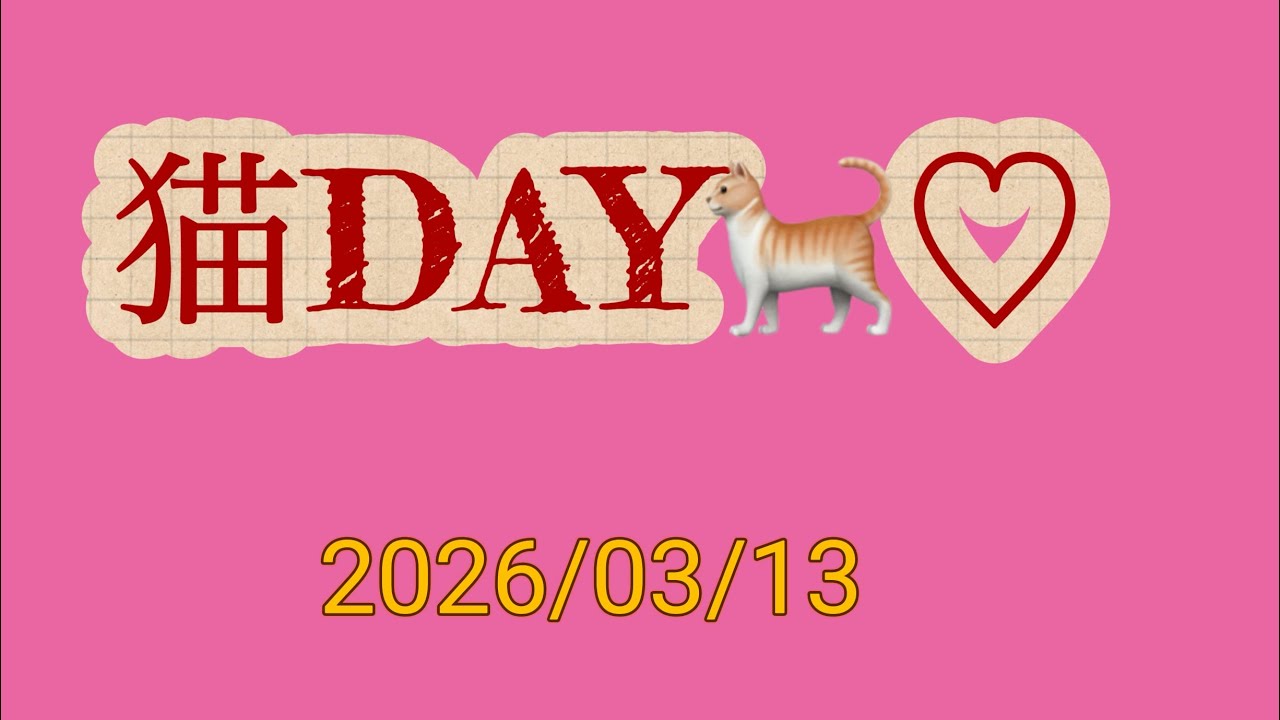 【番外編】猫DAY🐈♡#猫 #動物 #可愛い #癒し #고양이#māo#gatto #Katze#モミモミ#ふみふみ