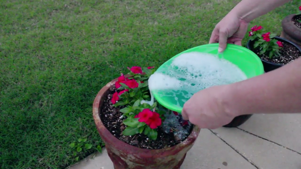 This Miracle Gro All Purpose Plant Food Works Great On My Flowers!