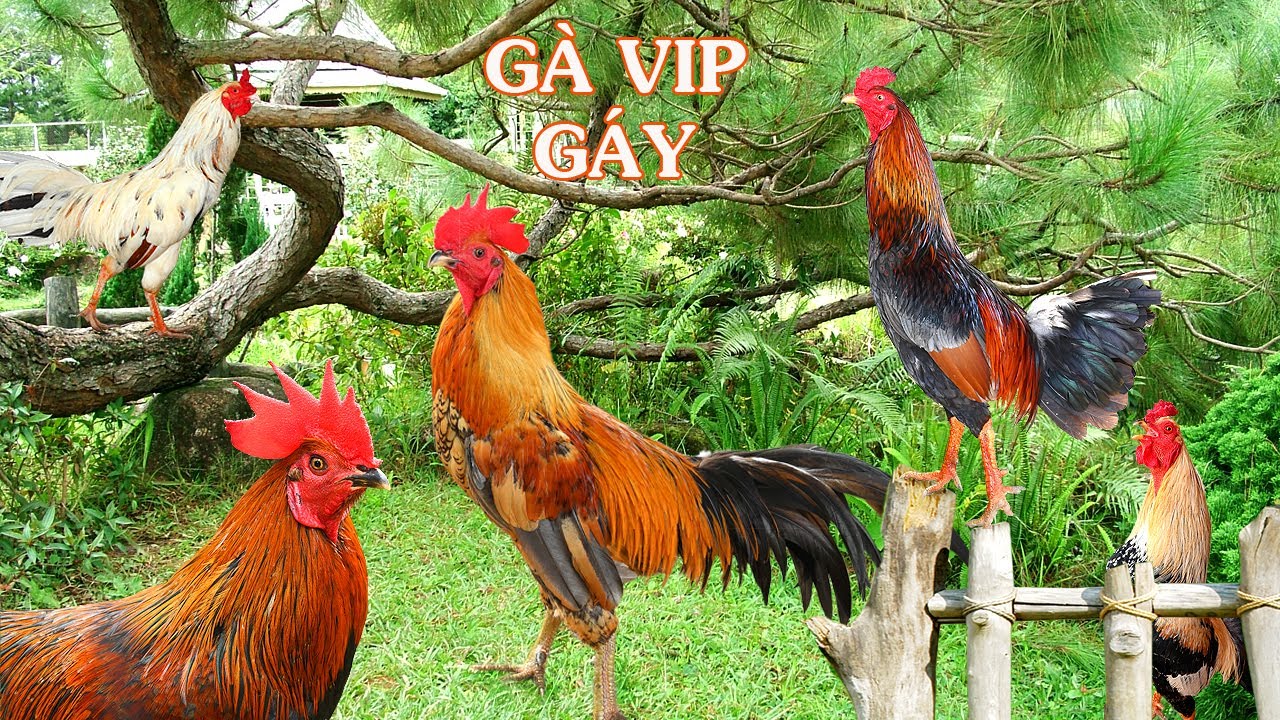 Gà gáy hay nhất hành tinh/ The best rooster crows on the planet/ Tung Vlog